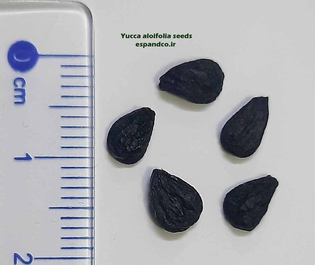  Yucca aloifolia seeds 